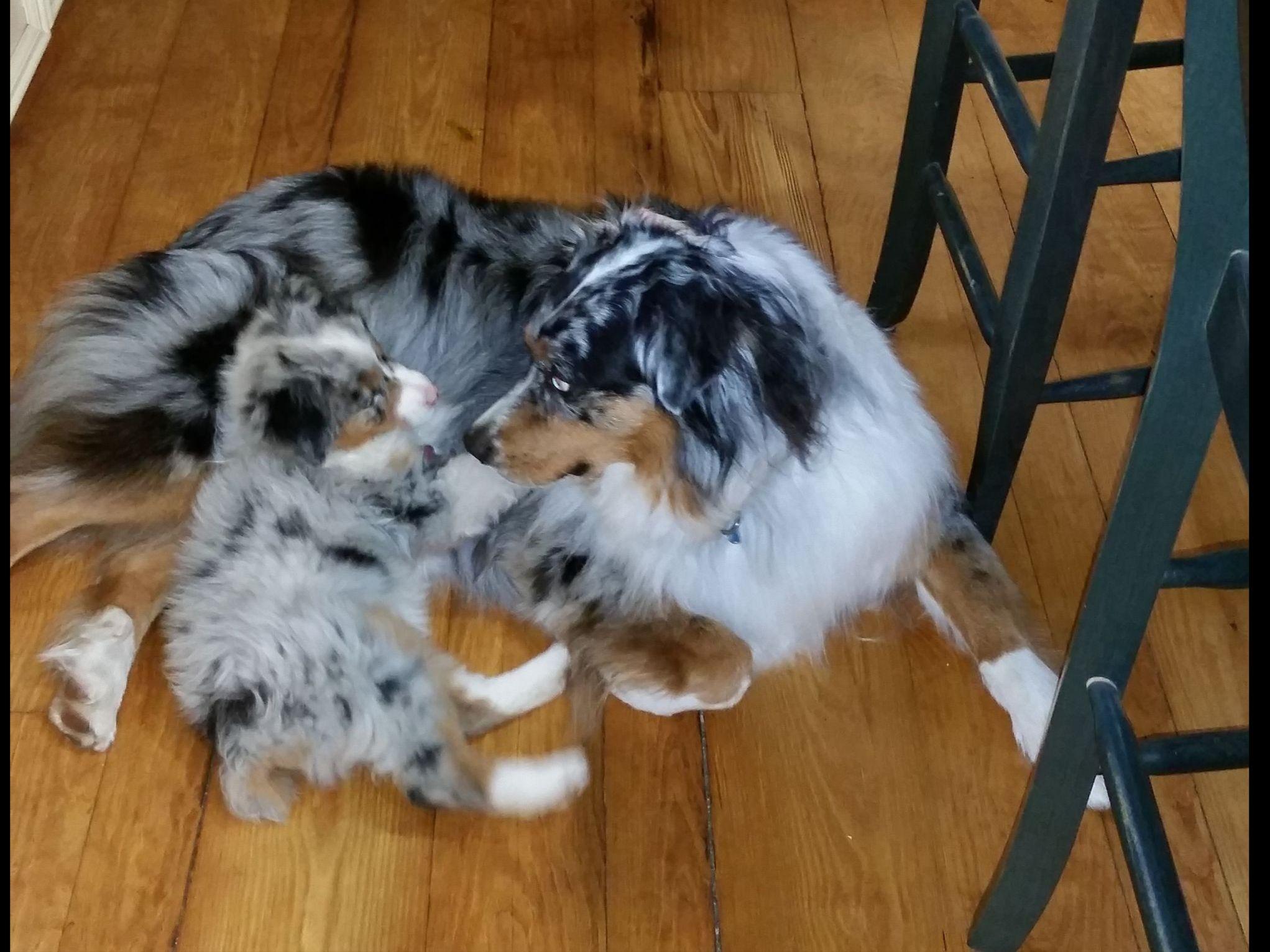 3 4 australian shepherd 1 4 blue heeler fifteen acre farms australian shepherds australian shepherd 3 4 australian shepherd 1 4 blue heeler fifteen acre farms australian shepherds australian shepherd