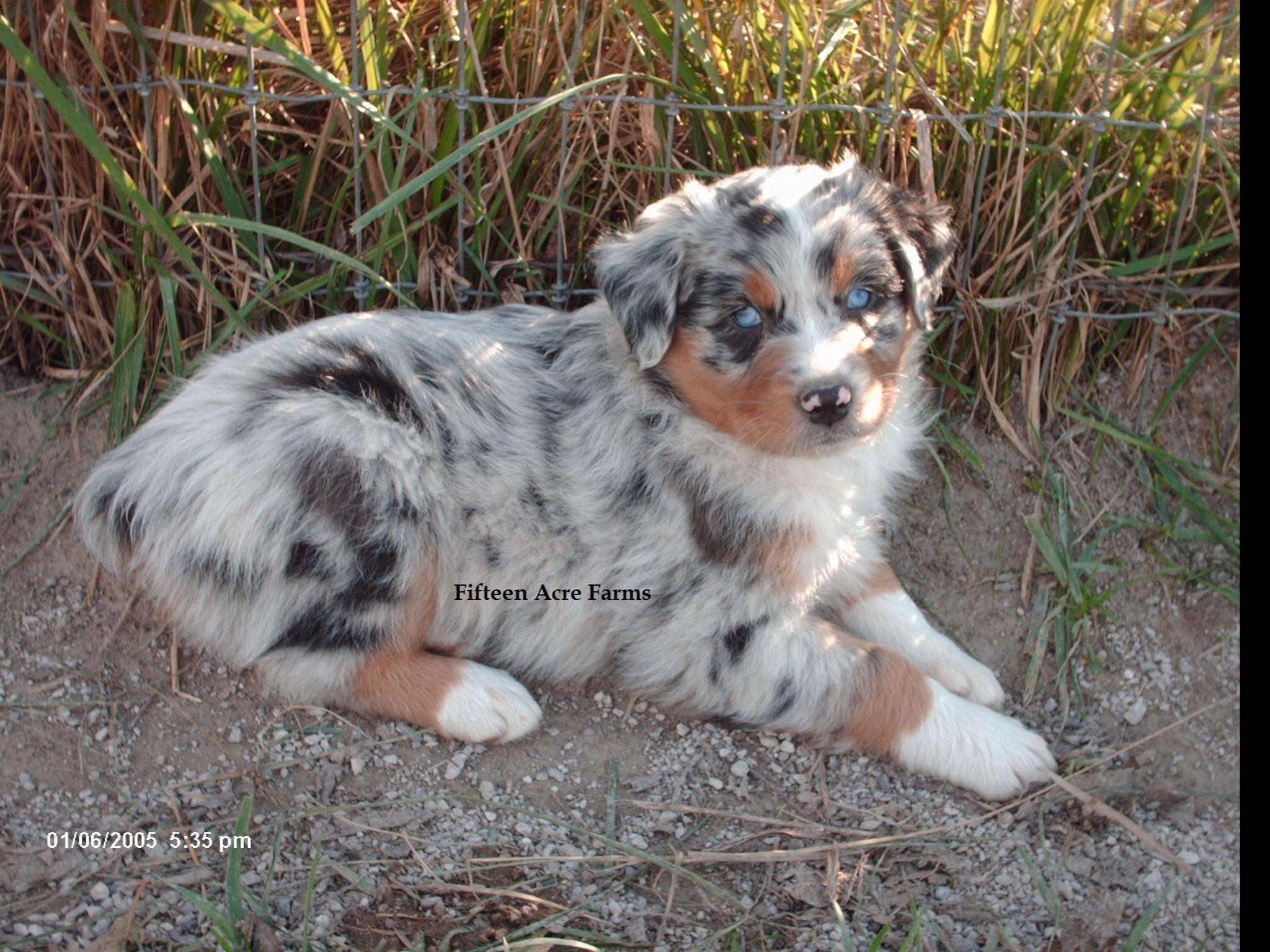 3 4 australian shepherd 1 4 blue heeler fifteen acre farms australian shepherds australian shepherd 3 4 australian shepherd 1 4 blue heeler fifteen acre farms australian shepherds australian shepherd