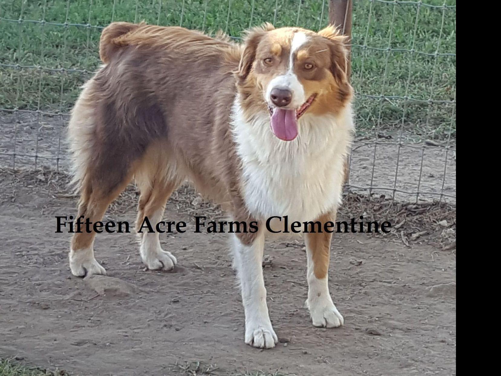 3 4 australian shepherd 1 4 blue heeler fifteen acre farms australian shepherds australian shepherd 3 4 australian shepherd 1 4 blue heeler fifteen acre farms australian shepherds australian shepherd