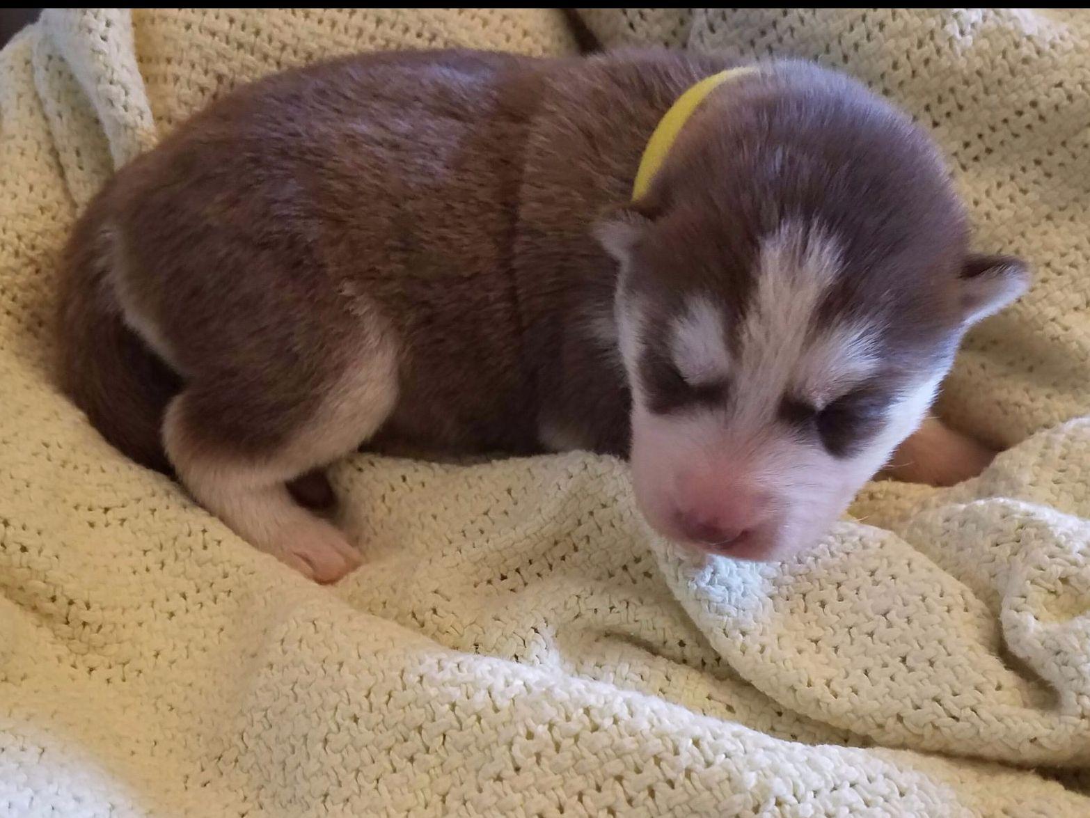 black pug puppies for sale in pittsburgh pa siberian husky puppy for sale in jackson breeds picture black pug puppies for sale in pittsburgh pa siberian husky puppy for sale in jackson breeds picture