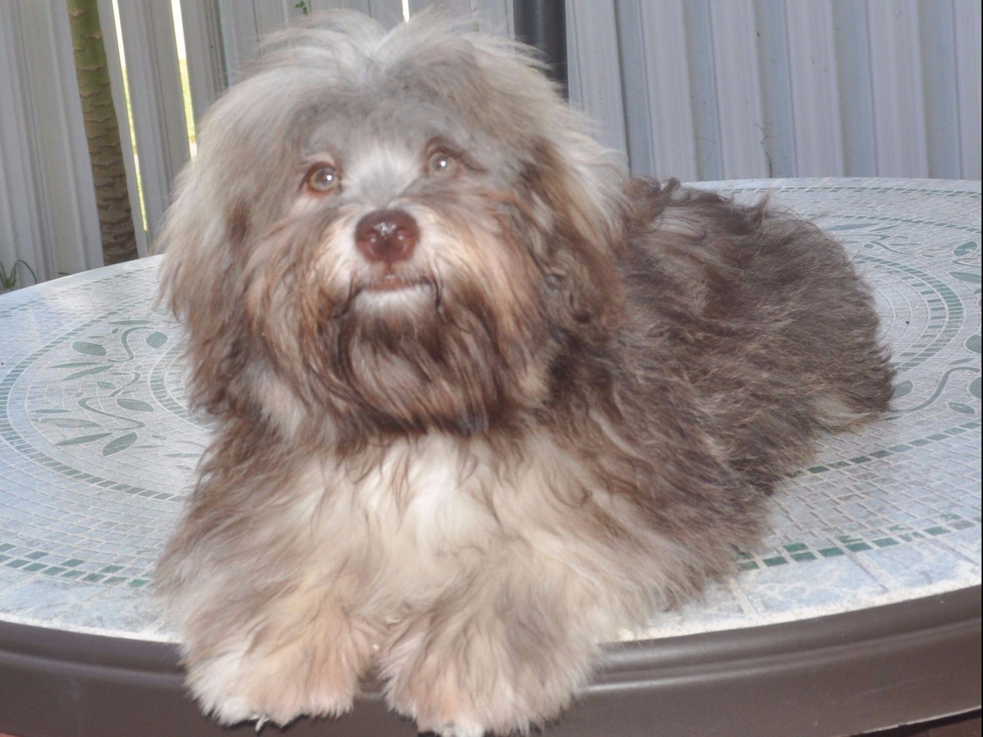 havanese puppies for sale in miami havanese family havanese puppies for sale havanese puppies for sale in miami havanese family havanese puppies for sale