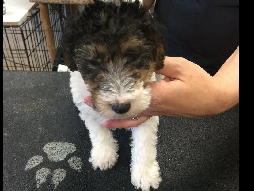 wire fox terrier puppies breeders turcoys breeders lebanon oh wire fox terrier puppies breeders turcoys breeders lebanon oh