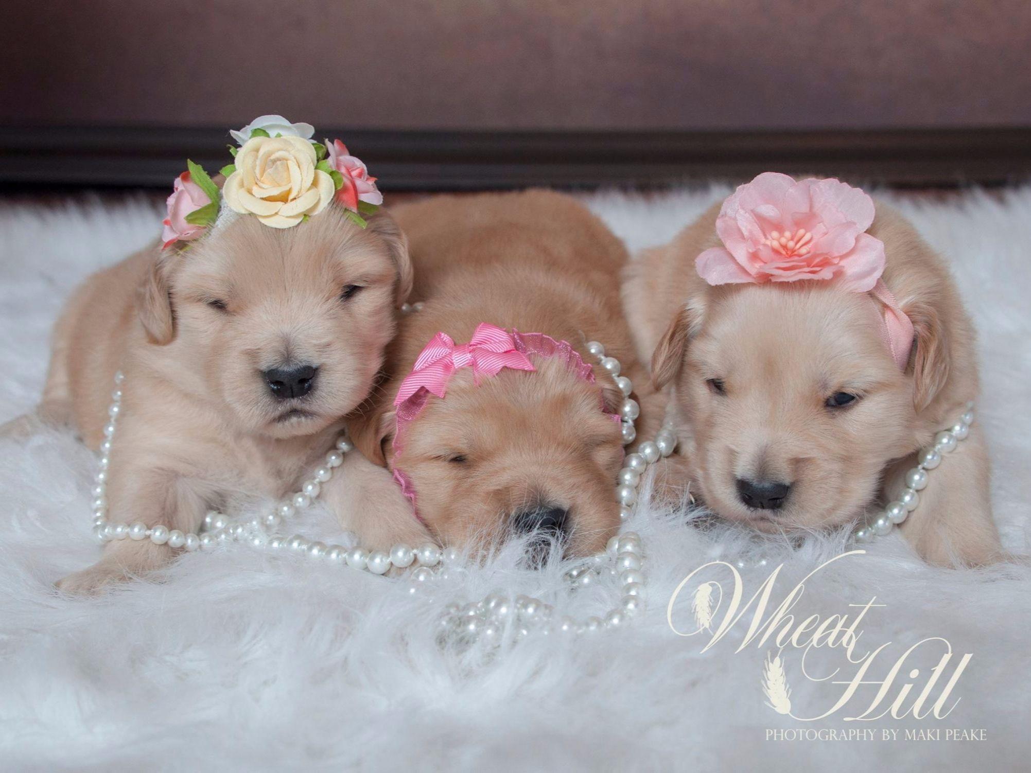 puppies for sale in utica ny golden retriever puppies for sale near burlington flats new york akc marketplace puppies for sale in utica ny golden retriever puppies for sale near burlington flats new york akc marketplace
