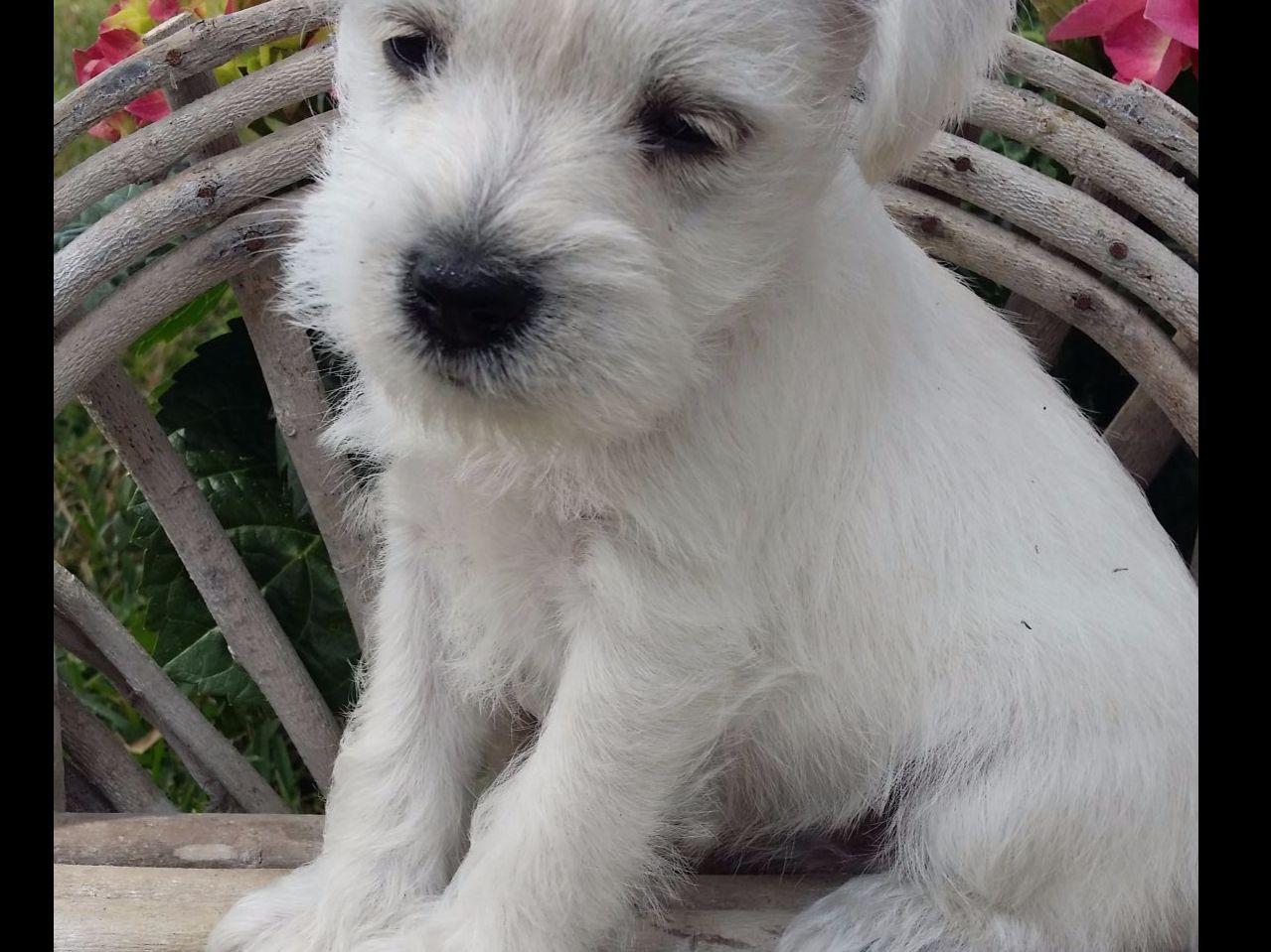 akc miniature schnauzer puppies for sale in nc miniature schnauzer puppies for sale page 2 akc marketplace akc miniature schnauzer puppies for sale in nc miniature schnauzer puppies for sale page 2 akc marketplace