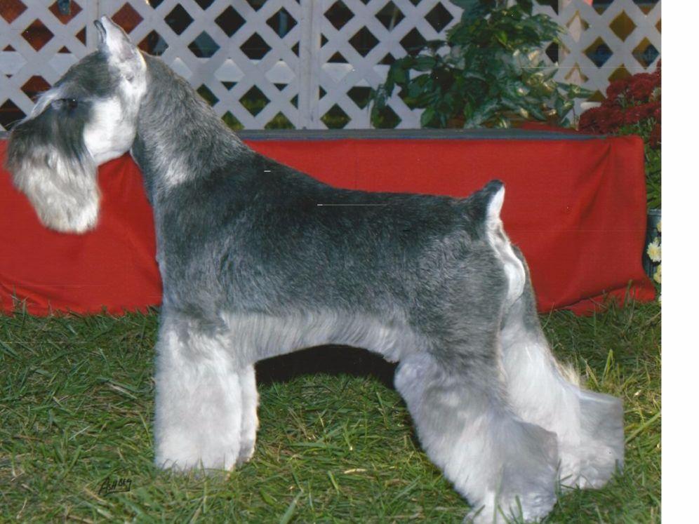 Miniature Schnauzer For Sale by wade bogart American Kennel Club