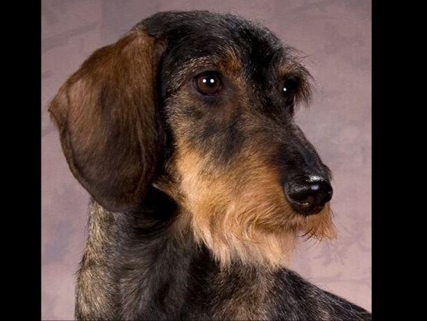 dachshund puppies arkansas dachshund puppies for sale akc marketplace dachshund puppies arkansas dachshund puppies for sale akc marketplace