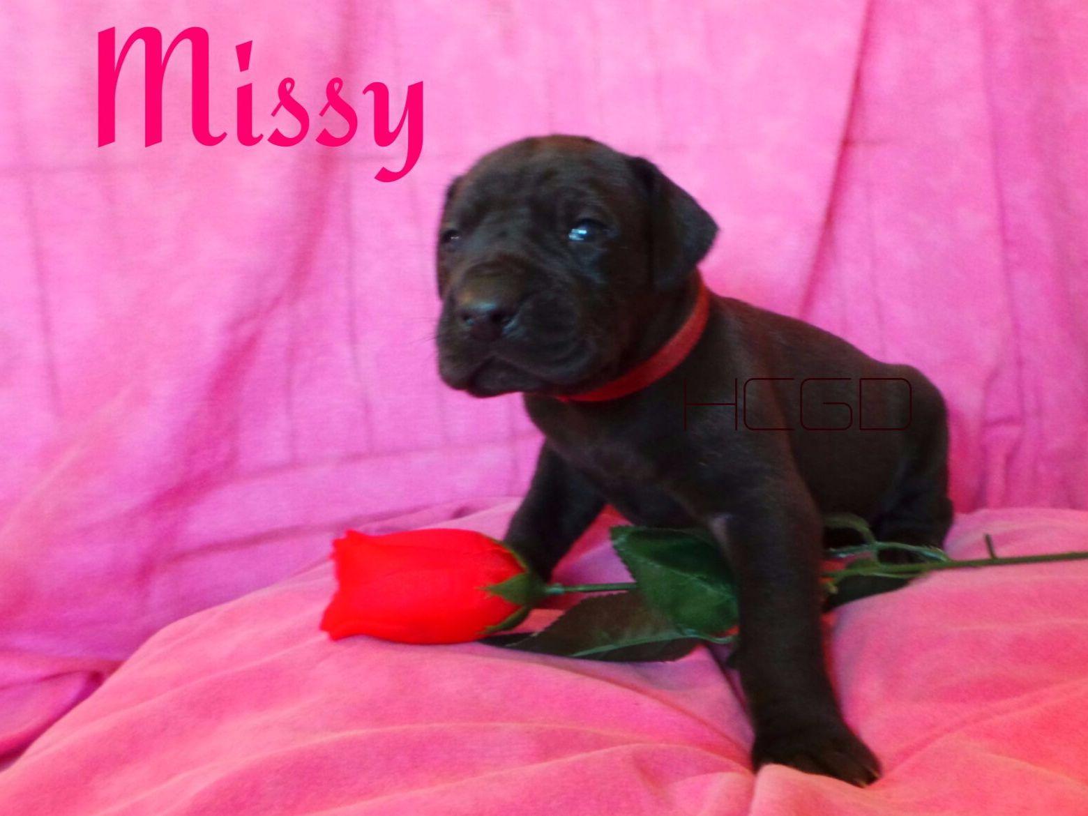 brown great dane puppies carey brown breeders san angelo tx brown great dane puppies carey brown breeders san angelo tx
