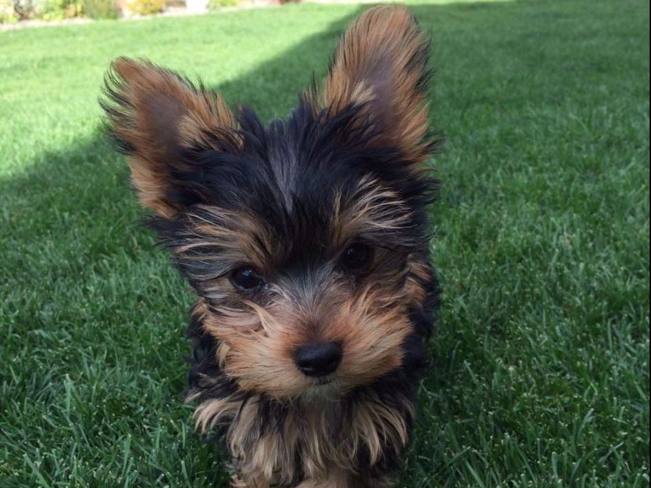 yorkies for sale in vancouver wa terrier puppies for sale page 2 akc marketplace yorkies for sale in vancouver wa terrier puppies for sale page 2 akc marketplace