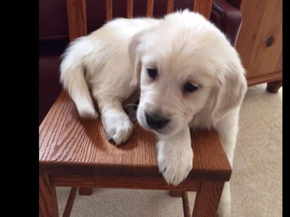 golden retriever akc standard akc golden retriever standard golden retriever akc standard akc golden retriever standard
