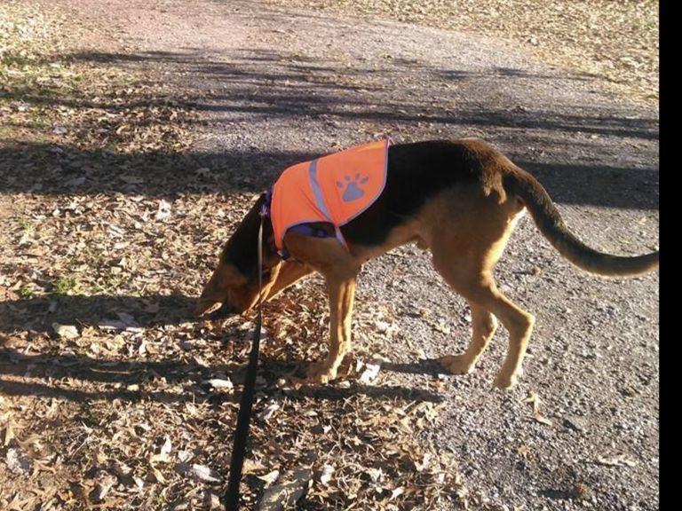 akc bloodhound puppies for sale akc bloodhound puppies puppies for sale akc bloodhound puppies for sale akc bloodhound puppies puppies for sale