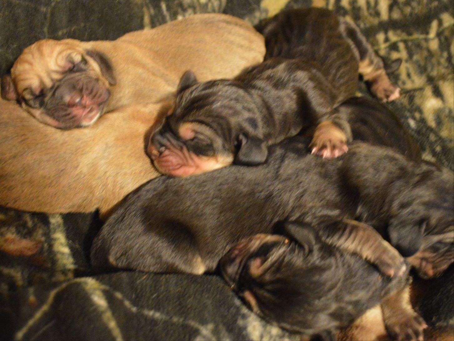 bloodhound puppies for sale in nc bloodhound for sale breeds picture bloodhound puppies for sale in nc bloodhound for sale breeds picture