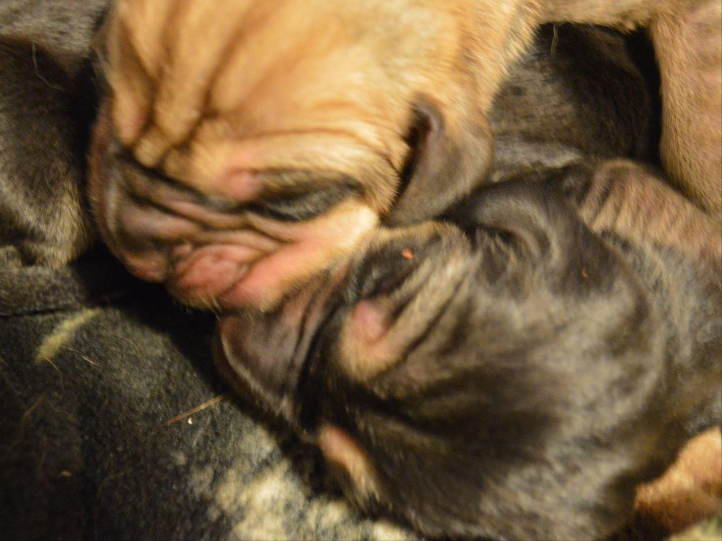 akc bloodhound puppies for sale bloodhound for sale by akc bloodhound puppies american kennel club akc bloodhound puppies for sale bloodhound for sale by akc bloodhound puppies american kennel club