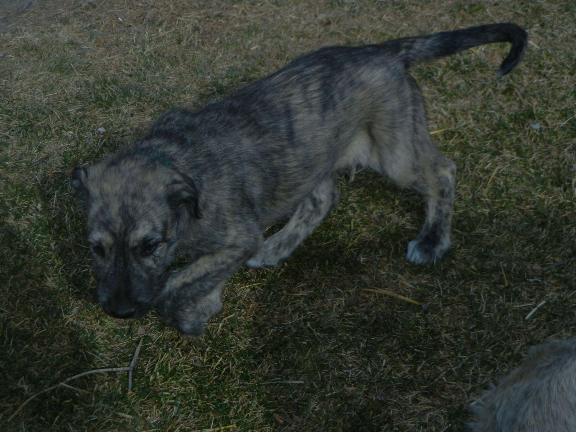 wolfhound puppies for sale ohio wolfhound puppies for sale akc marketplace wolfhound puppies for sale ohio wolfhound puppies for sale akc marketplace