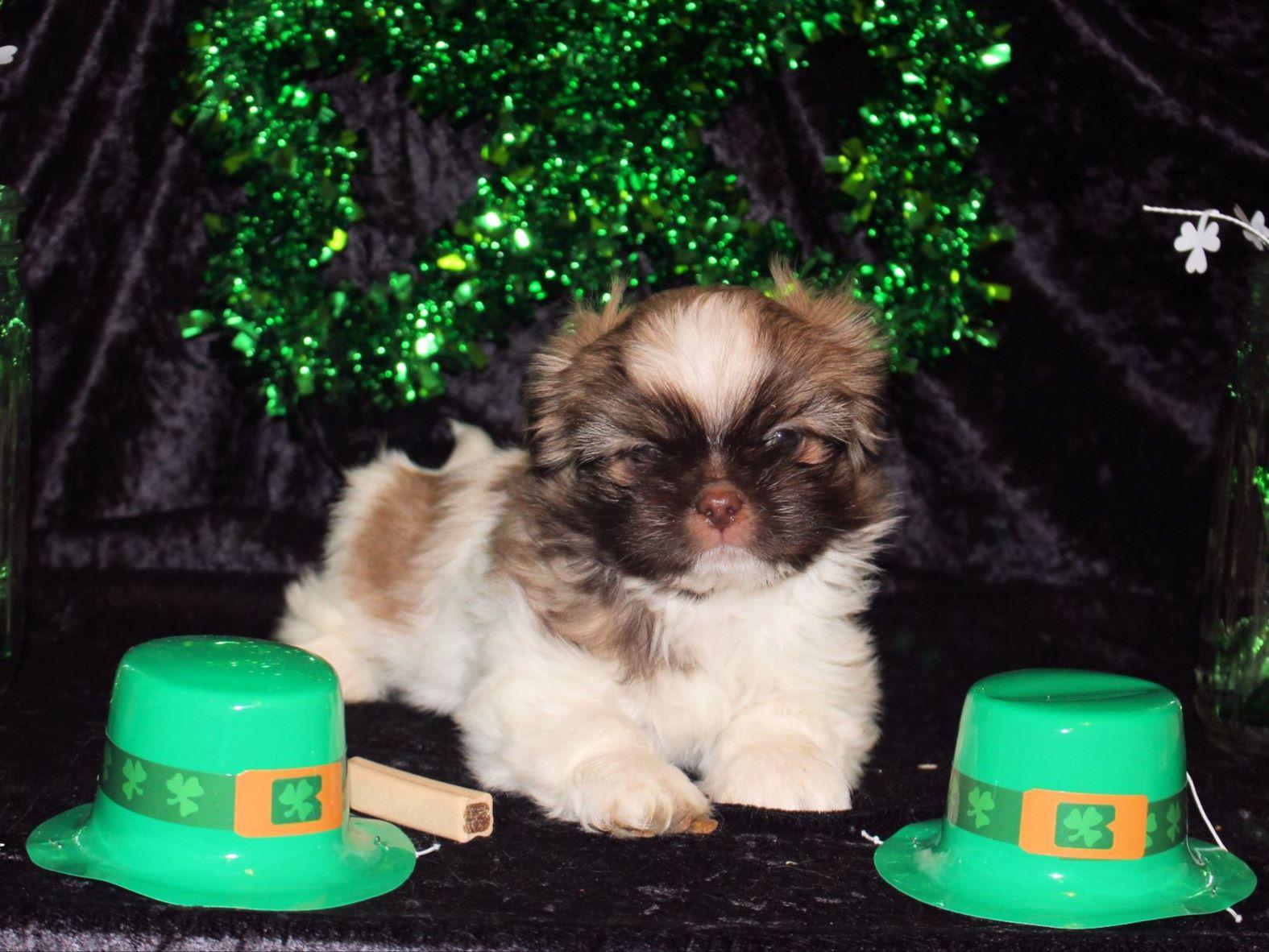 shih tzu breeders ma malinda pate breeders temple tx shih tzu breeders ma malinda pate breeders temple tx