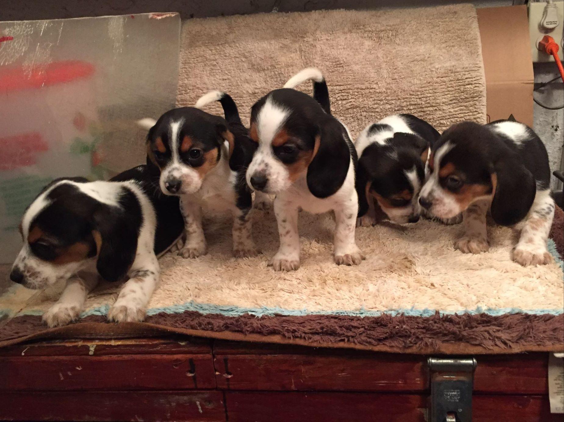 Beagle For Sale by verros American Kennel Club