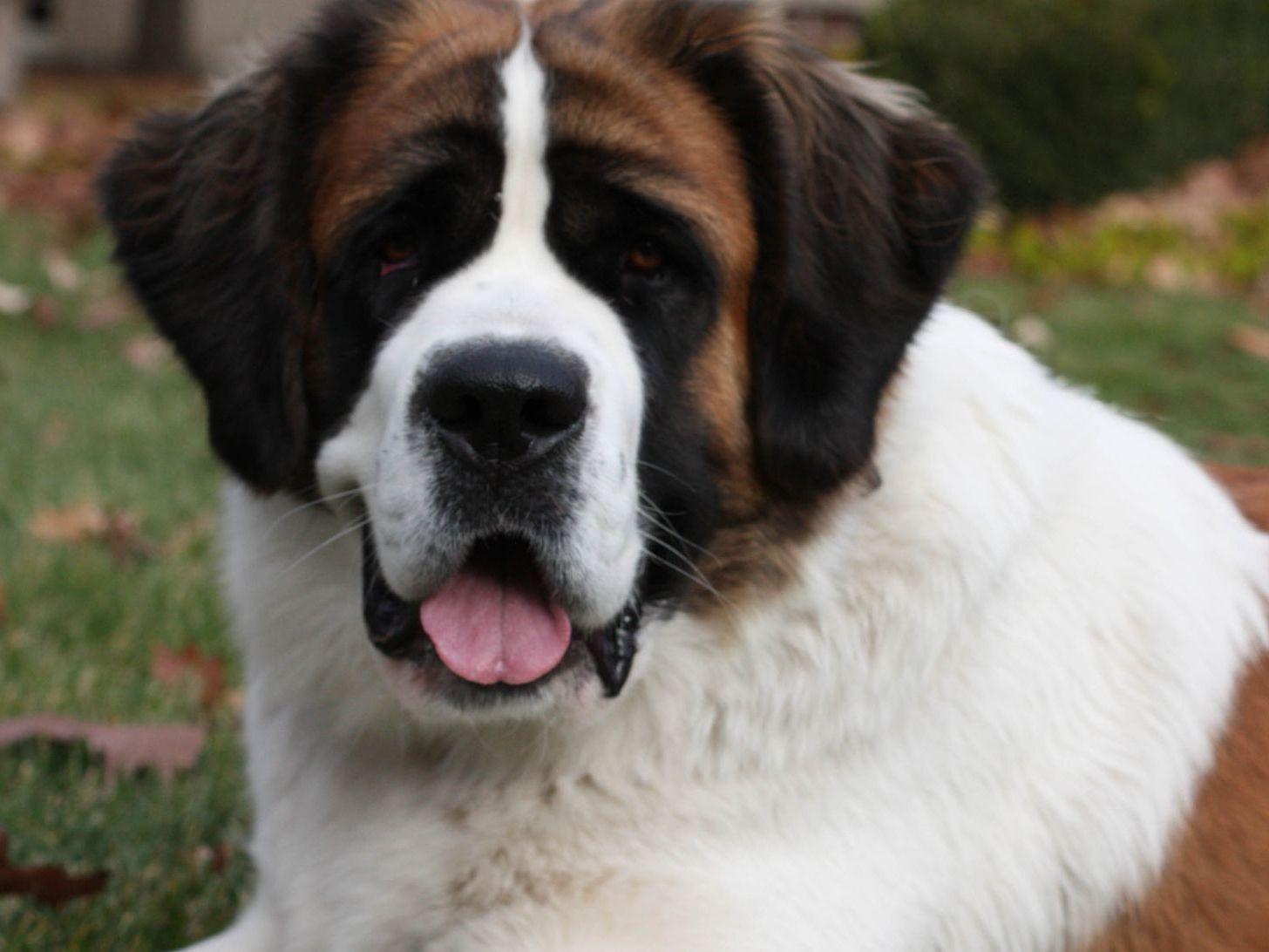 craigslist indianapolis dogs for sale