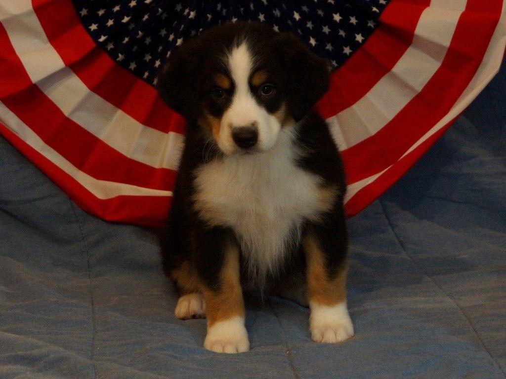 MercyMe Miniature American Shepherds Miniature American Shepherd