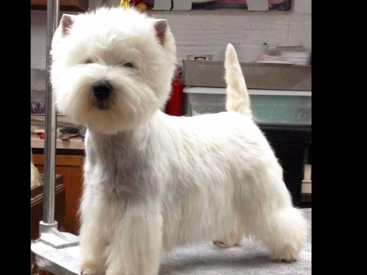 Gristmill Westies Puppies For Sale