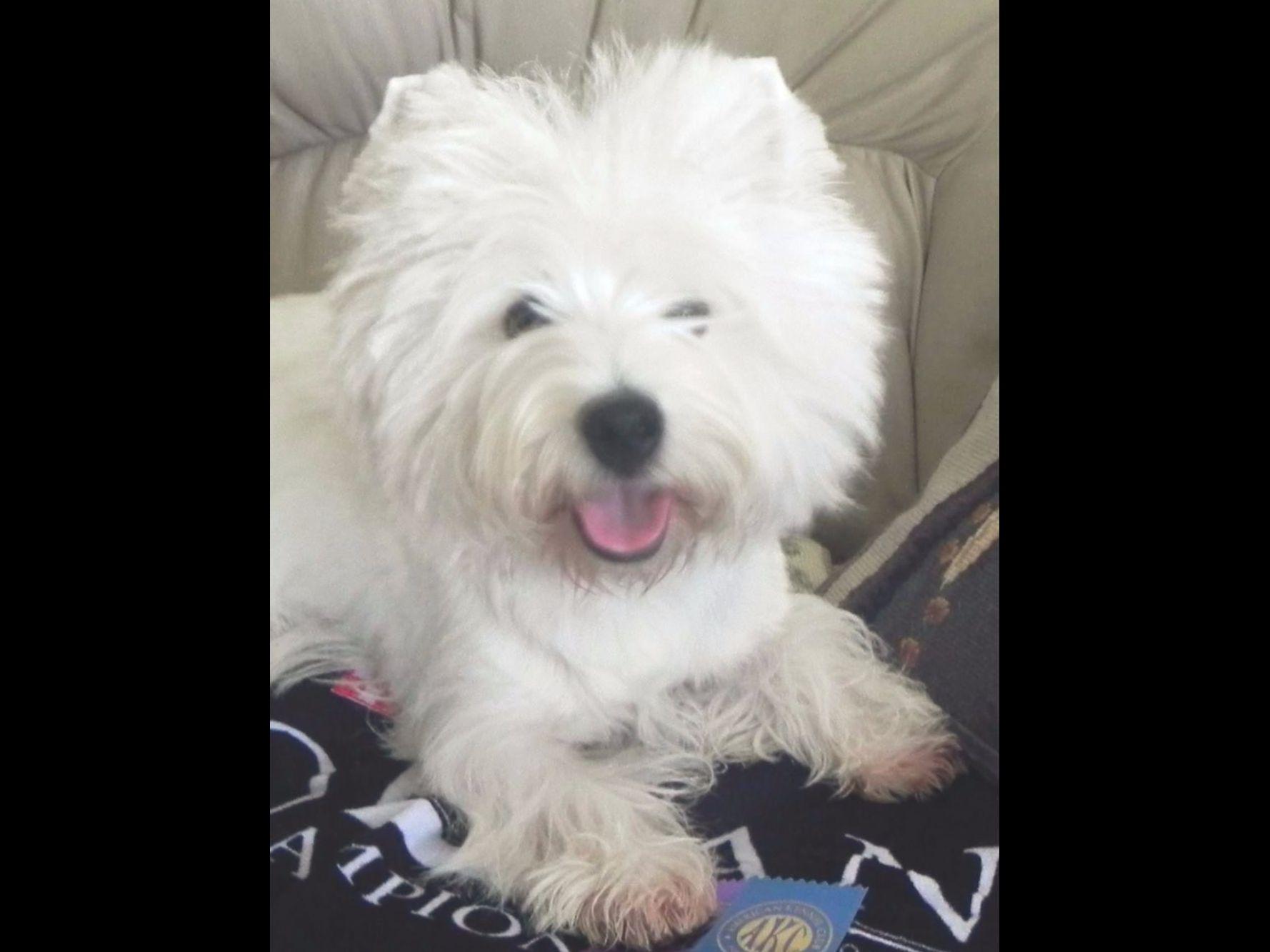 Gristmill Westies Puppies For Sale