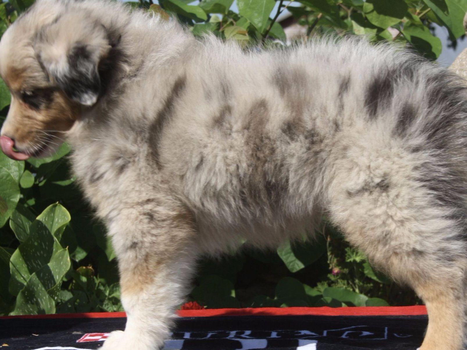 australian shepherd puppy 4 months mockingbird hill kennel miniature american shepherd puppies for sale australian shepherd puppy 4 months mockingbird hill kennel miniature american shepherd puppies for sale