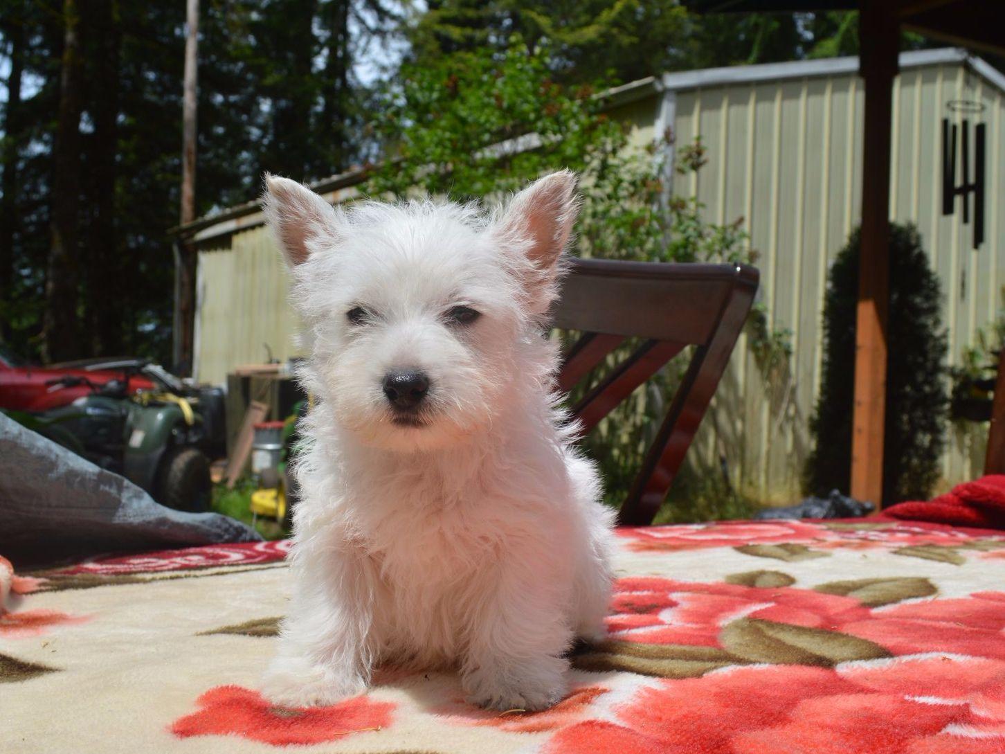 Westie Breeders Photos All