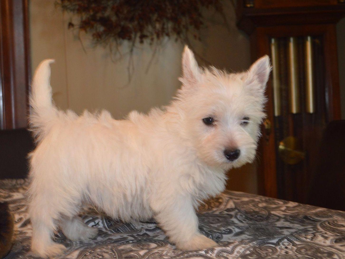 AKC Westie Puppies Dog Breeders Onalaska, WA