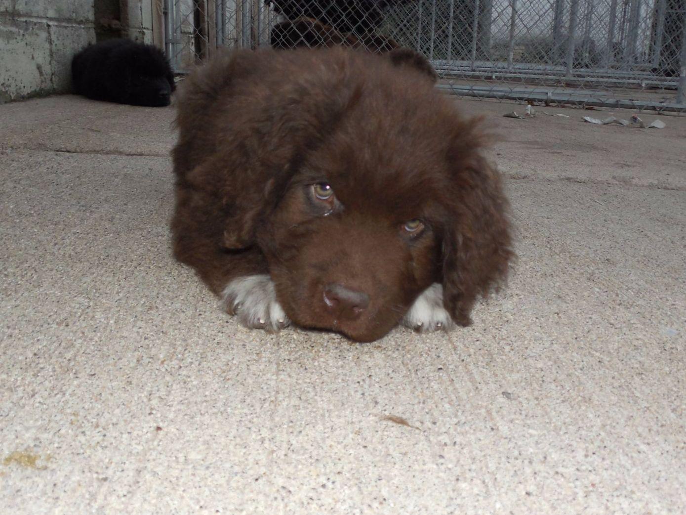 newfoundland puppies michigan maltby breeders pinckney mi newfoundland puppies michigan maltby breeders pinckney mi