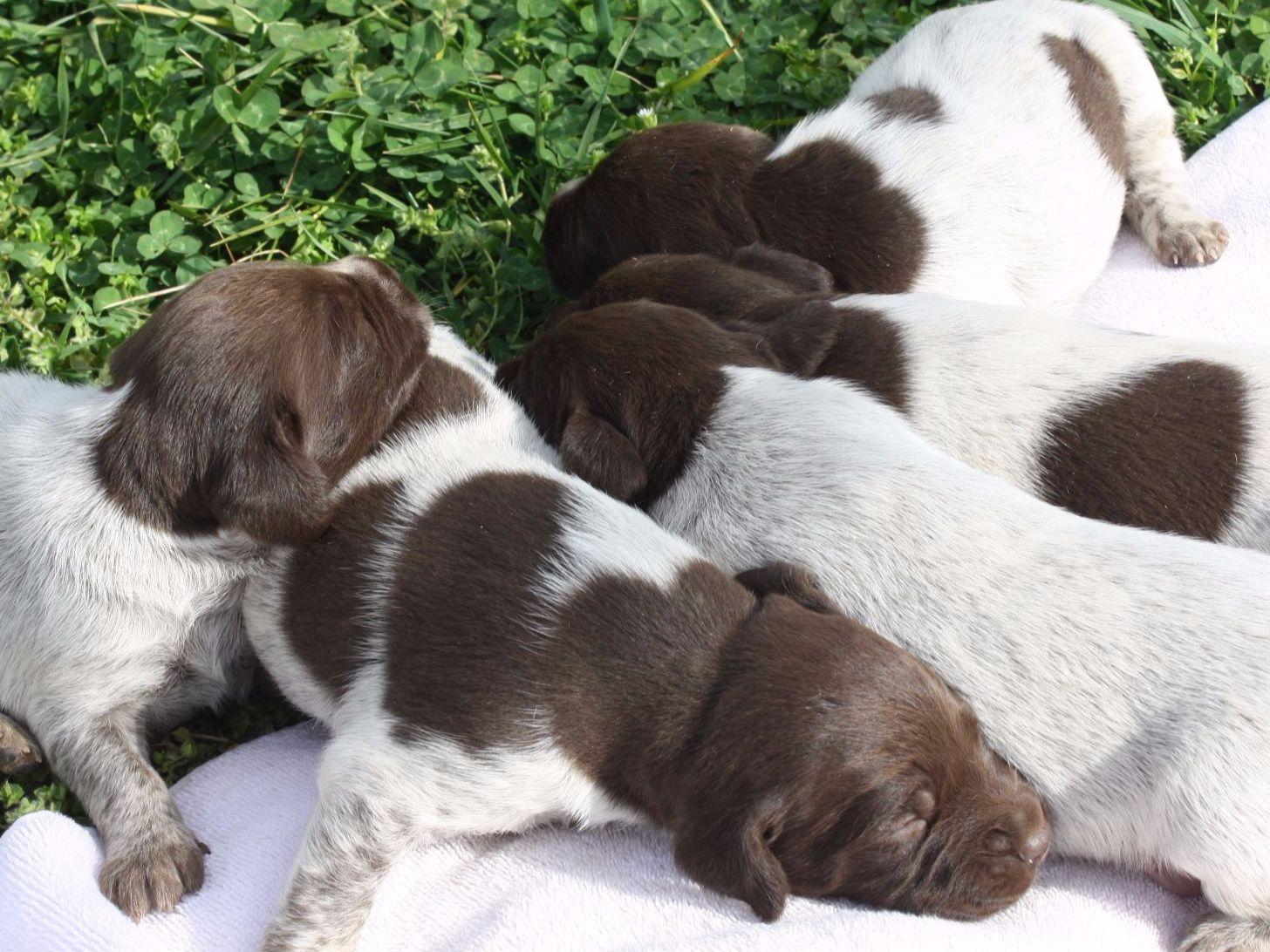german shorthaired pointer puppies for sale in sc german shorthaired pointer puppies for sale akc marketplace german shorthaired pointer puppies for sale in sc german shorthaired pointer puppies for sale akc marketplace