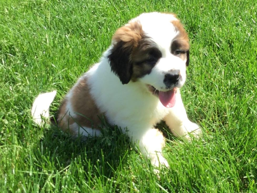 St. Bernard For Sale by Alvin Horning American Kennel Club