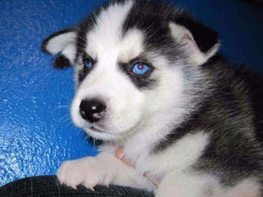 husky puppies for sale in dallas www akchuskybreeder siberian husky puppies for sale husky puppies for sale in dallas www akchuskybreeder siberian husky puppies for sale