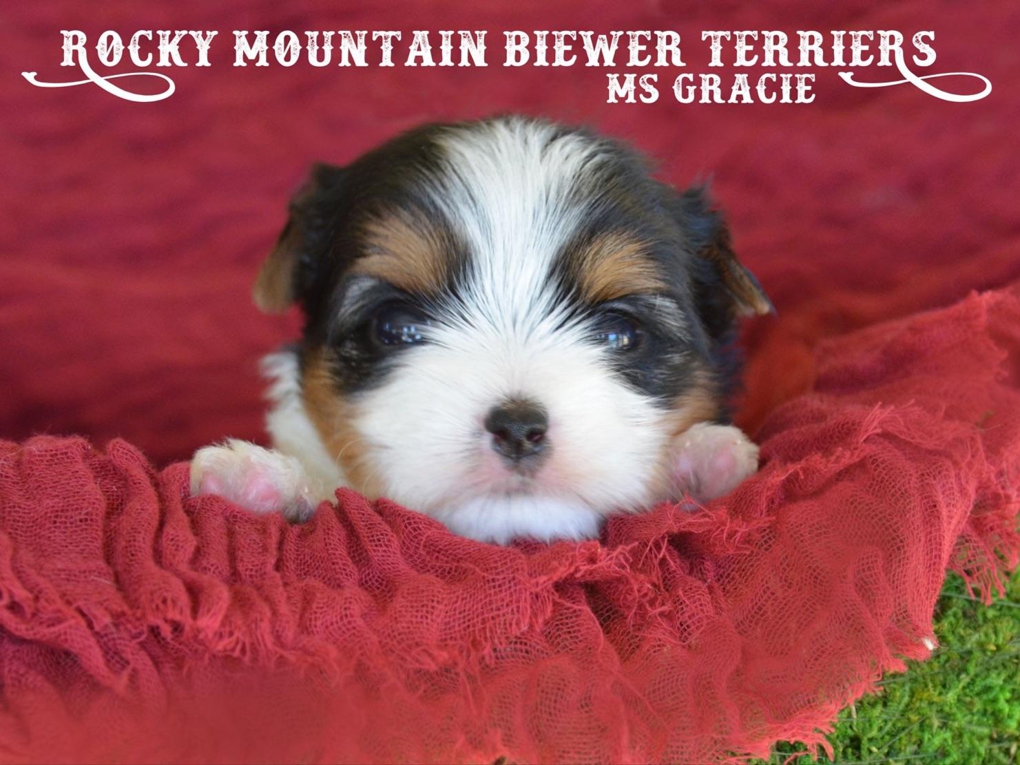Rocky Mountain Biewer Terriers Biewer Terrier Puppies For Sale