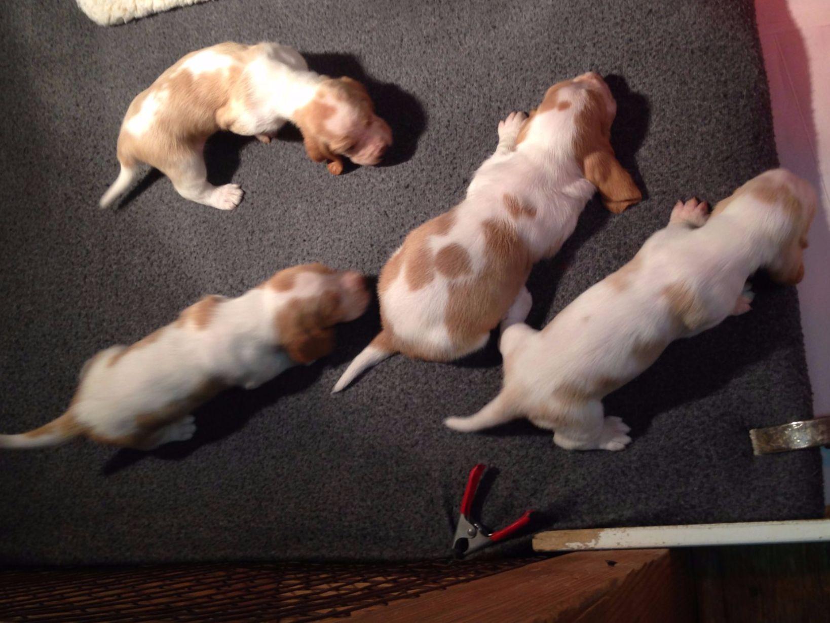 basset hound puppies for sale in mn basset hound puppies for sale akc marketplace basset hound puppies for sale in mn basset hound puppies for sale akc marketplace