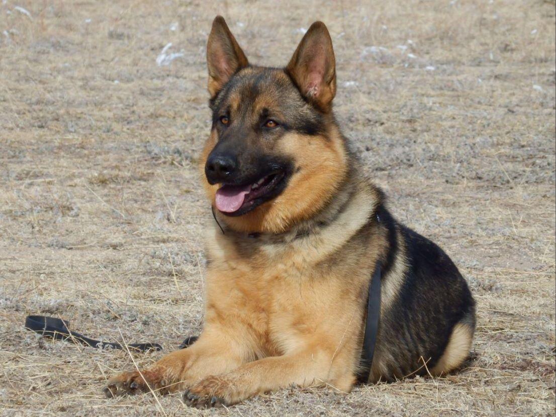 German Shepherd Dog For Sale by Von Felsigberg American Kennel Club