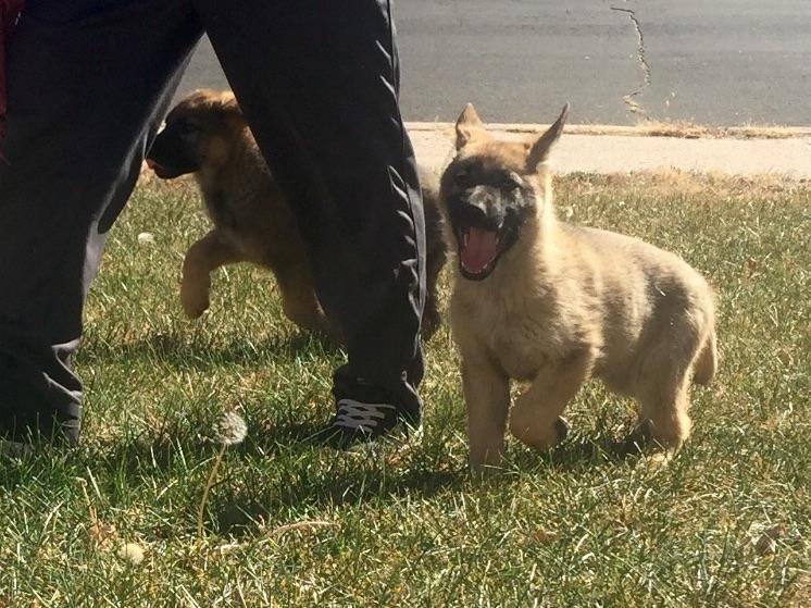 Von Felsigberg Dog Breeders Colorado Springs, CO