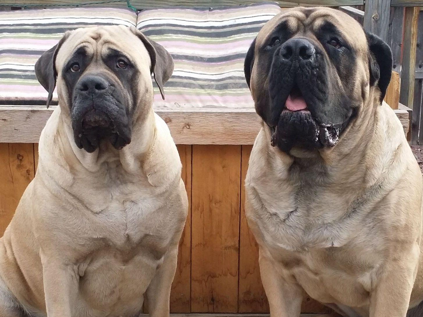 puppies for sale in lake charles la mastiff puppies for sale page 2 akc marketplace puppies for sale in lake charles la mastiff puppies for sale page 2 akc marketplace