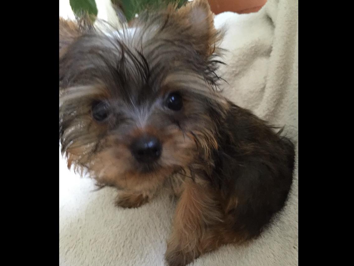 pocketbook yorkies pocket yorkies terrier puppies for sale pocketbook yorkies pocket yorkies terrier puppies for sale
