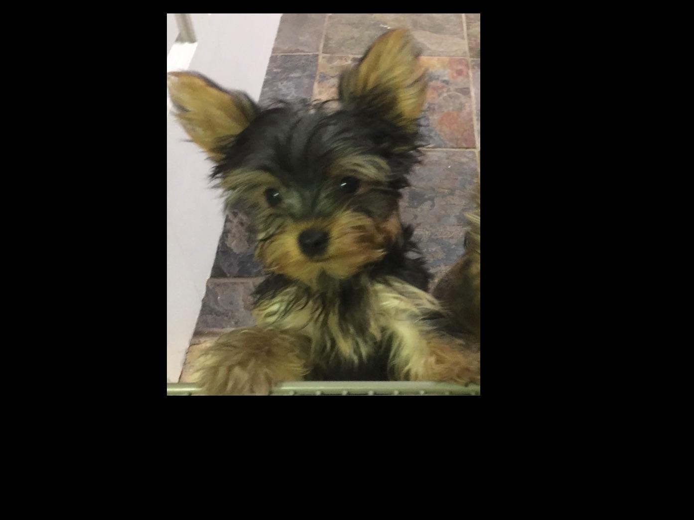 pocket yorkie pocket yorkies terrier puppies for sale pocket yorkie pocket yorkies terrier puppies for sale