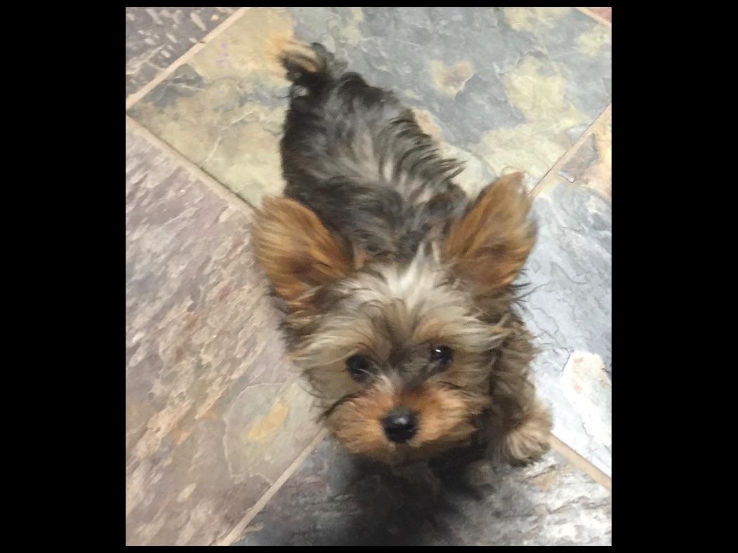 pocket yorkie pocket yorkies terrier puppies for sale pocket yorkie pocket yorkies terrier puppies for sale