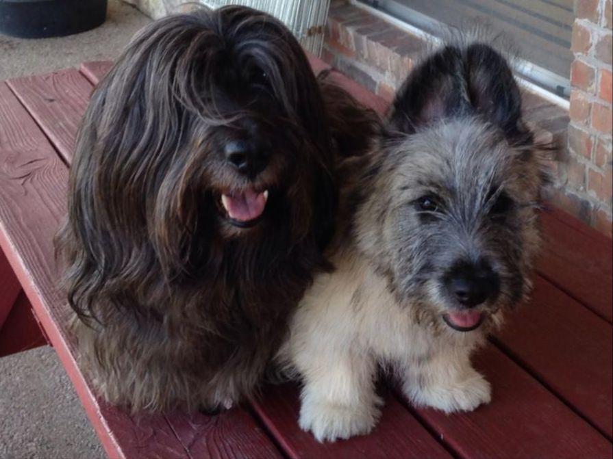 Solana Skye Terriers & Anatolian Shepherd Dogs Puppies For Sale