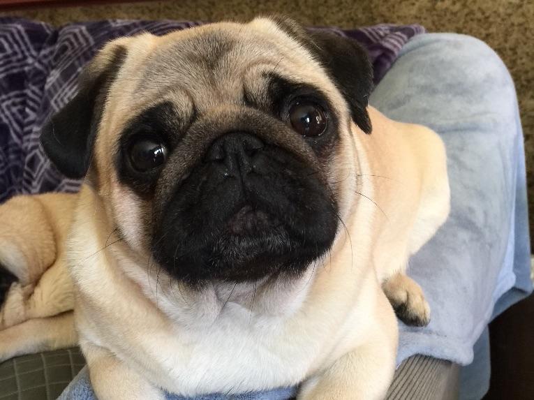 akc marketplace puppies pug puppies for sale akc marketplace akc marketplace puppies pug puppies for sale akc marketplace
