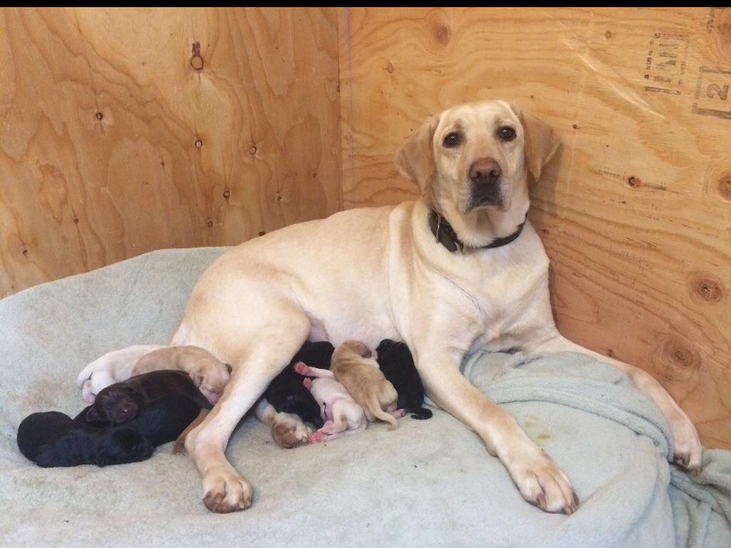 Labrador Retriever For Sale by Ashley Stull American Kennel Club