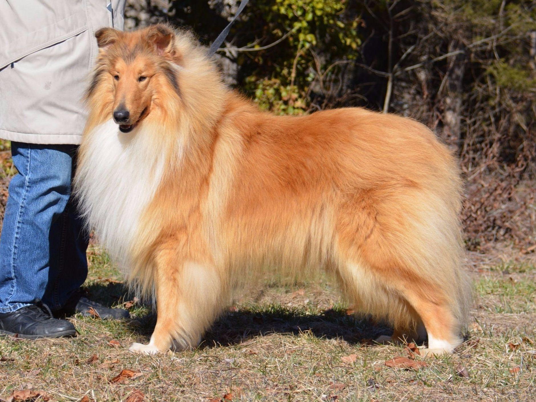 Collie For Sale by VanM Collies American Kennel Club
