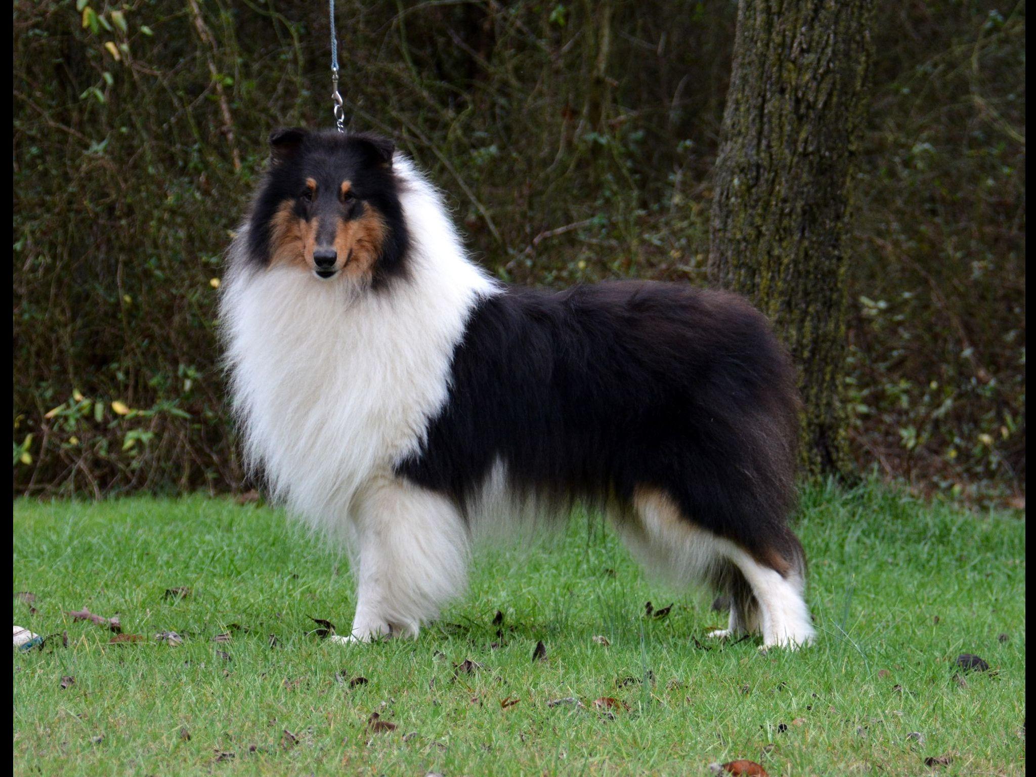 Collie For Sale by VanM Collies American Kennel Club