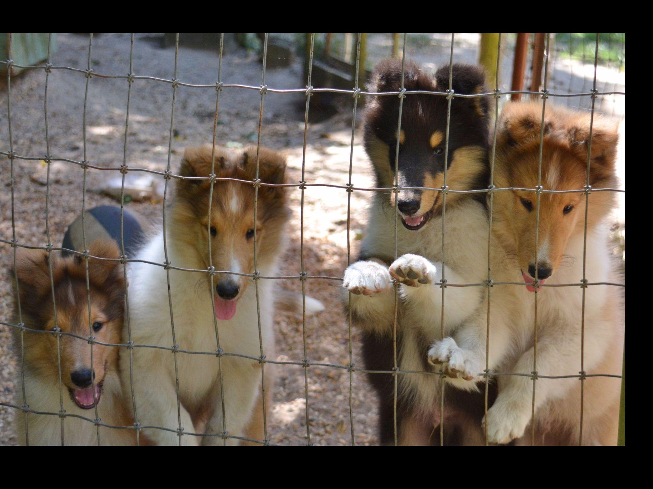 Collie For Sale by VanM Collies American Kennel Club