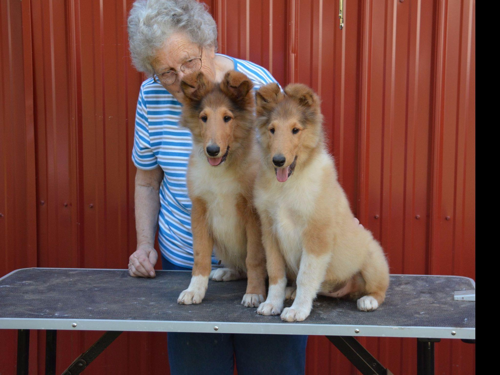 Collie For Sale by VanM Collies American Kennel Club