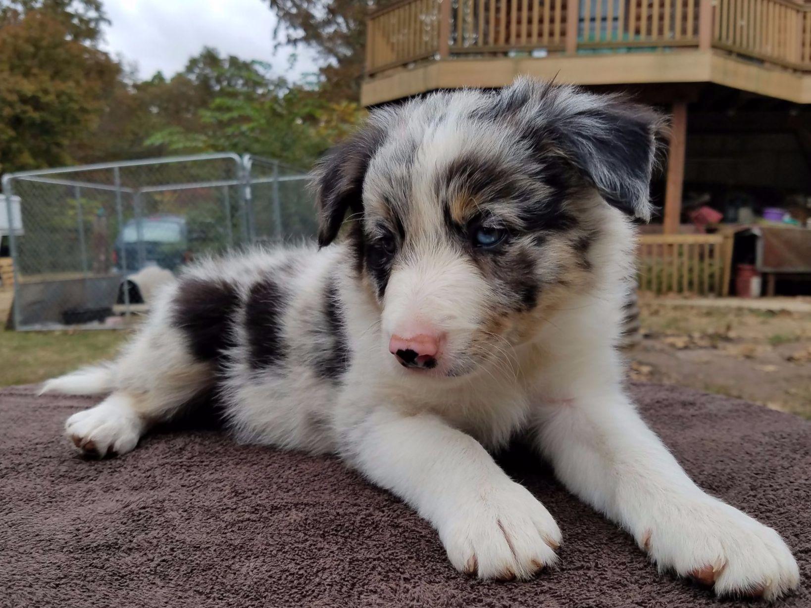 border collie puppies missouri bent creek border collies breeders clair mo border collie puppies missouri bent creek border collies breeders clair mo
