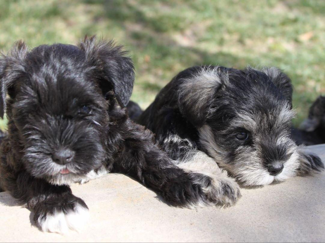 Miniature Schnauzer For Sale by Murrieta Miniature Schnauzers