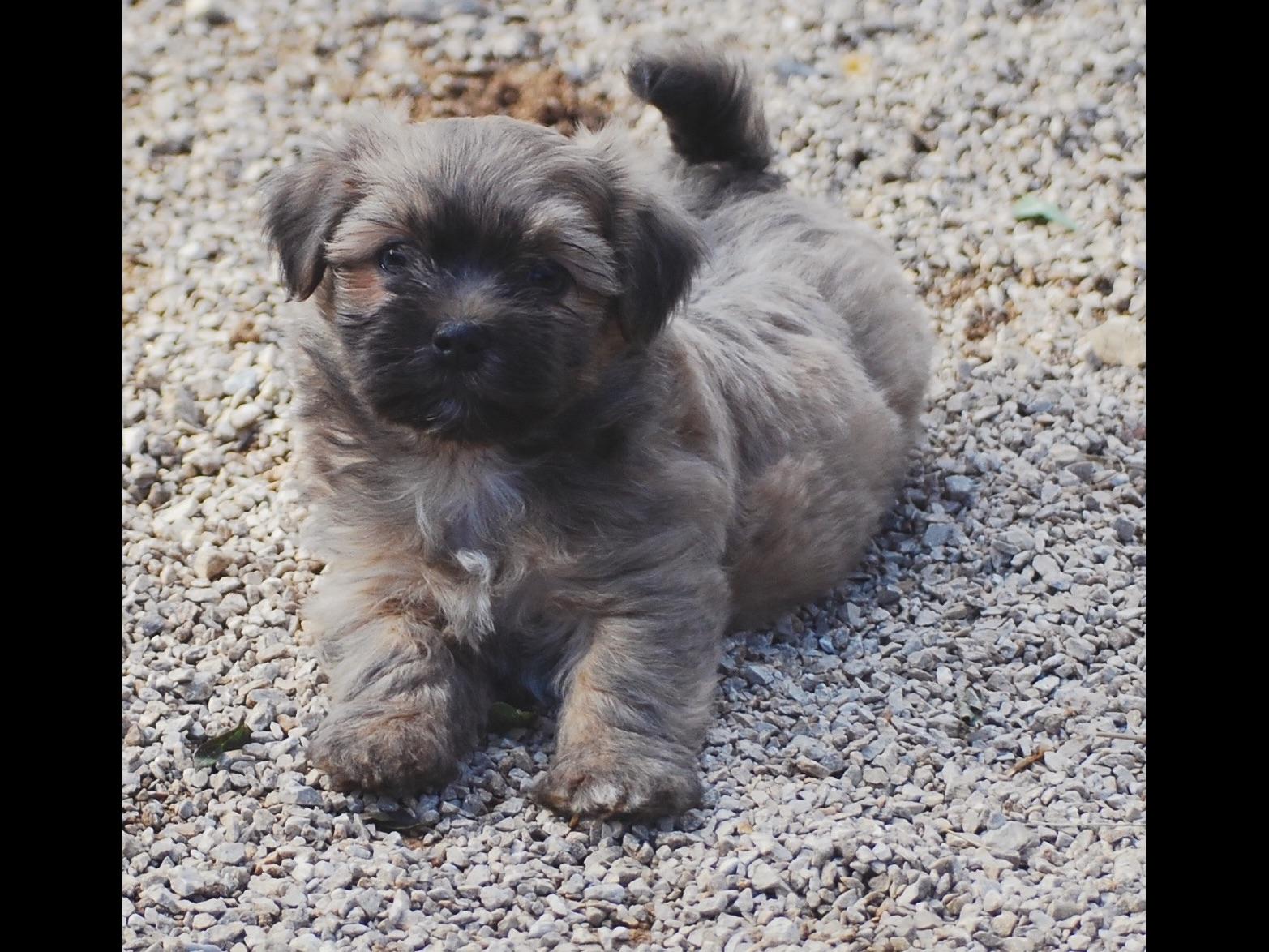 nirvana havanese laralee havanese havanese puppies for sale nirvana havanese laralee havanese havanese puppies for sale