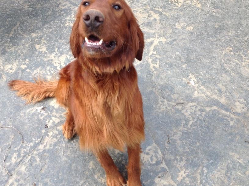 Irish Setter For Sale by Richard Franks American Kennel Club