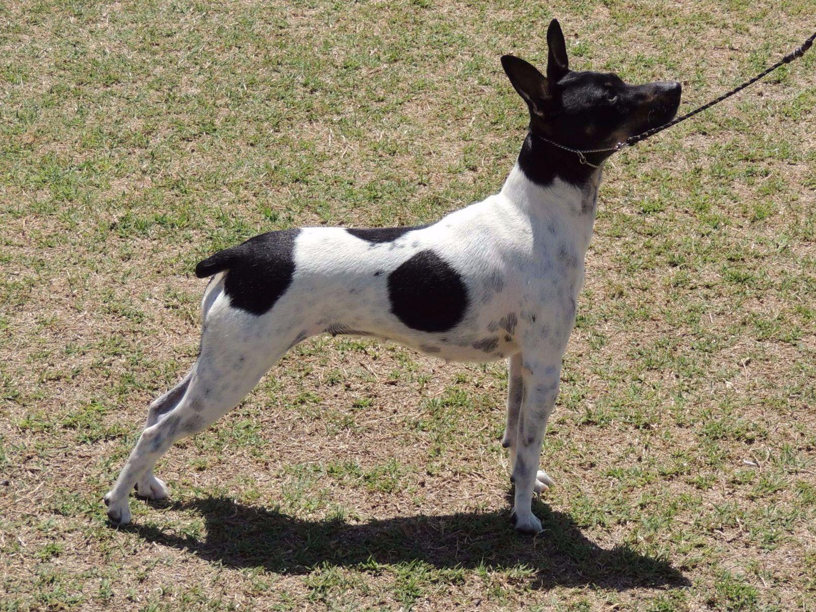RnB's Rat Terriers Puppies For Sale